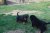 Offspring M